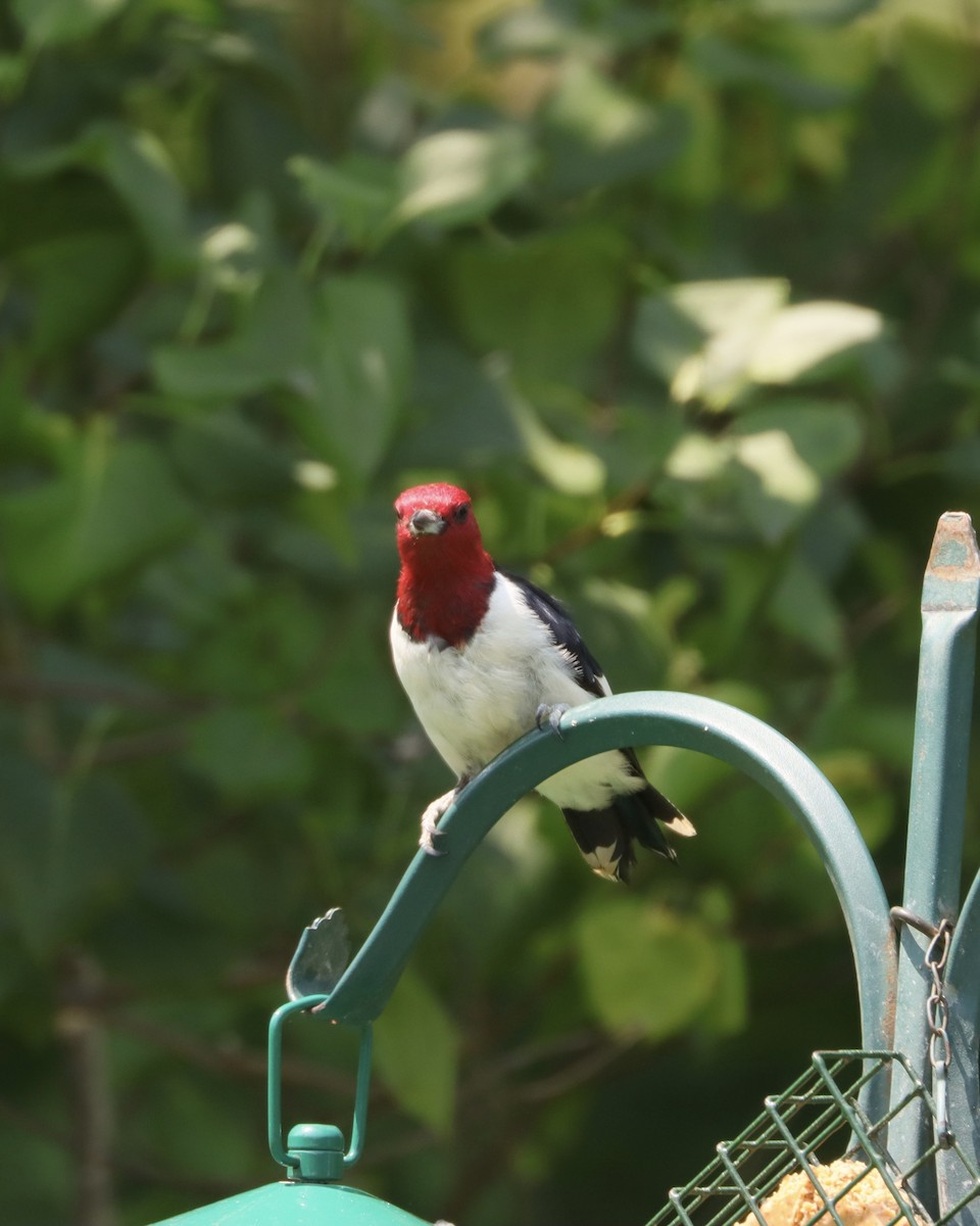 Red-headed Woodpecker - ML621941328