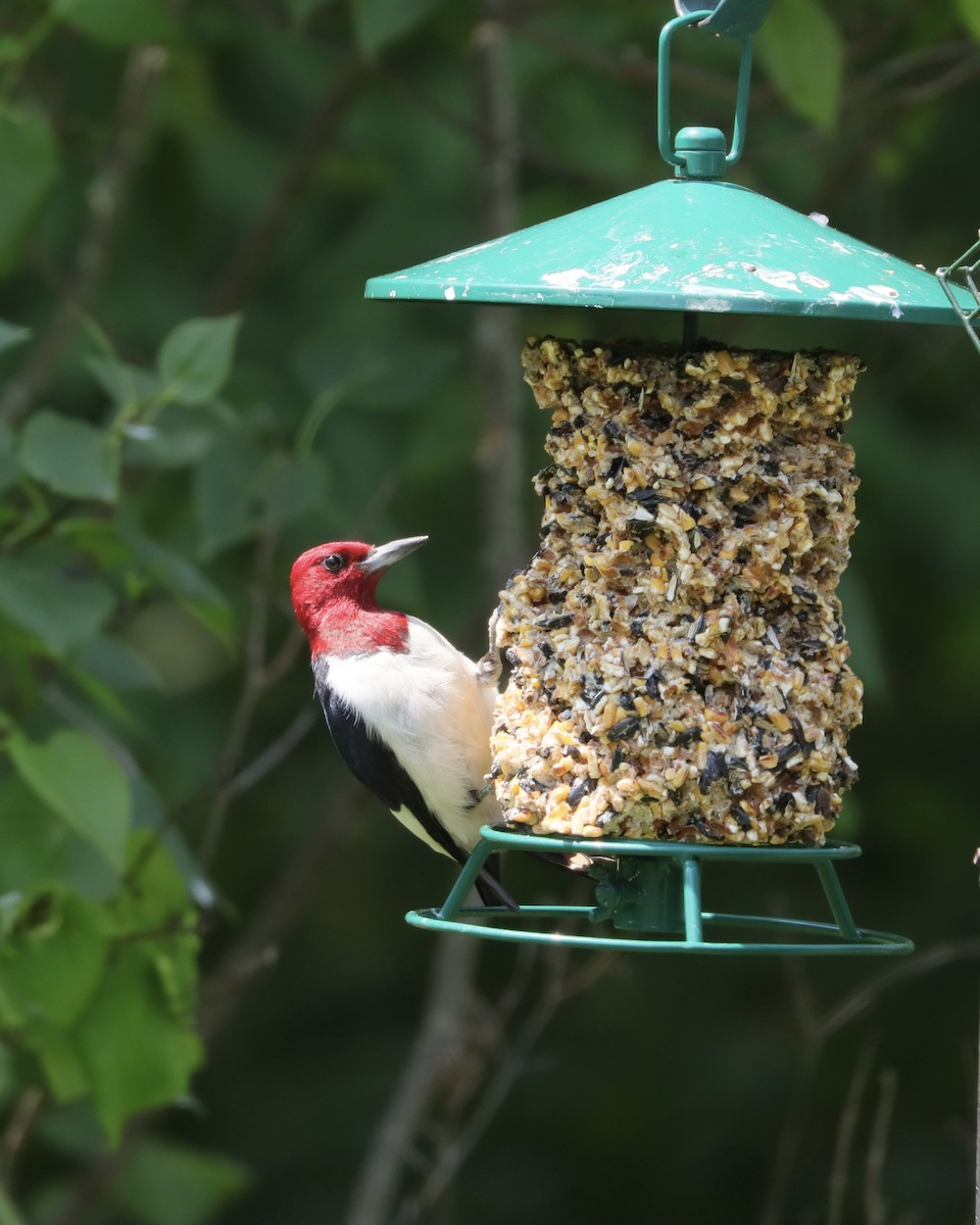 Red-headed Woodpecker - ML621941329