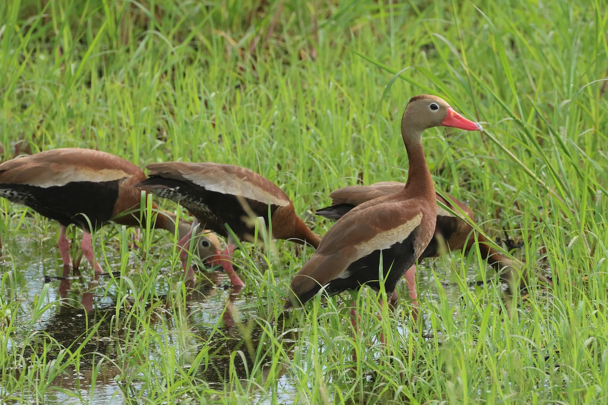 eBird Checklist - 28 Jul 2024 - Okaloosa Holding Ponds (RESTRICTED ...