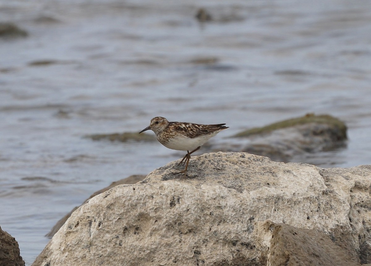 pygmésnipe - ML621941411