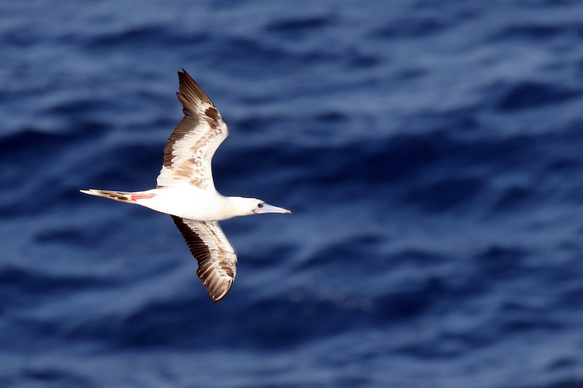 Red-footed Booby - ML621941414