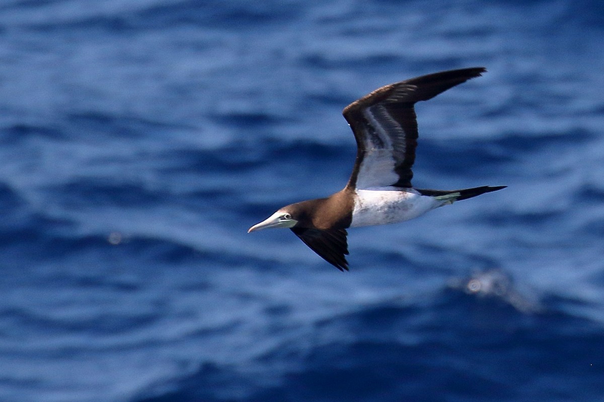 Brown Booby - ML621941420