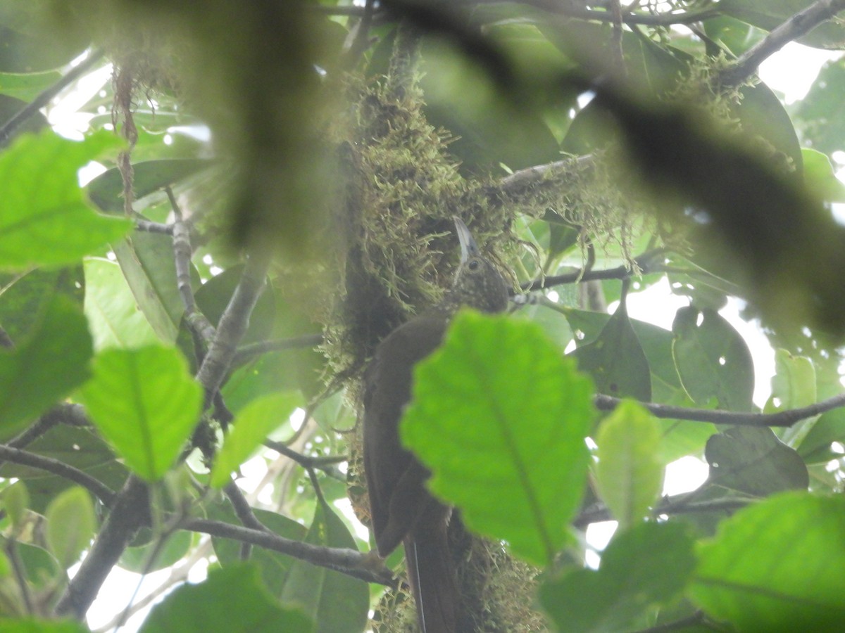 Olive-backed Woodcreeper - ML621941533