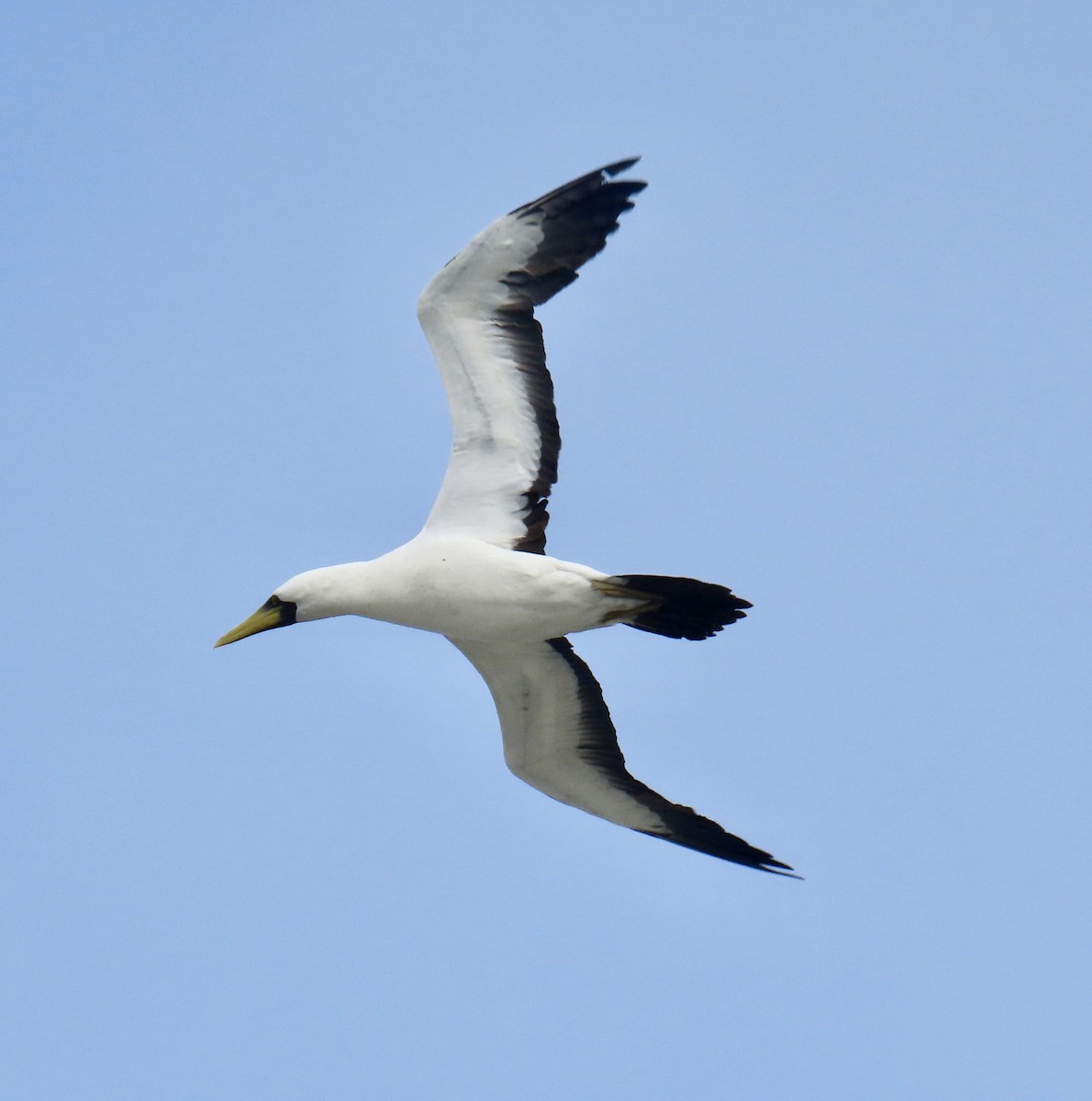 Masked Booby - ML621941542
