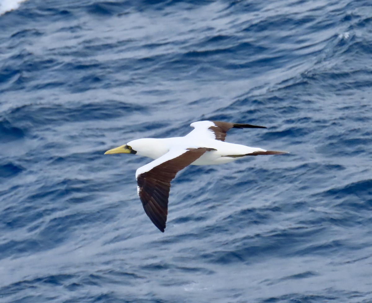 Masked Booby - ML621941545