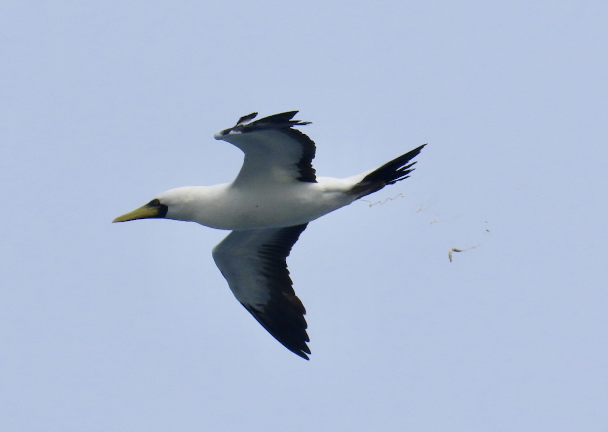 Masked Booby - ML621941630
