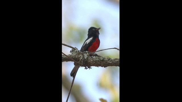 Painted Redstart - ML621941690