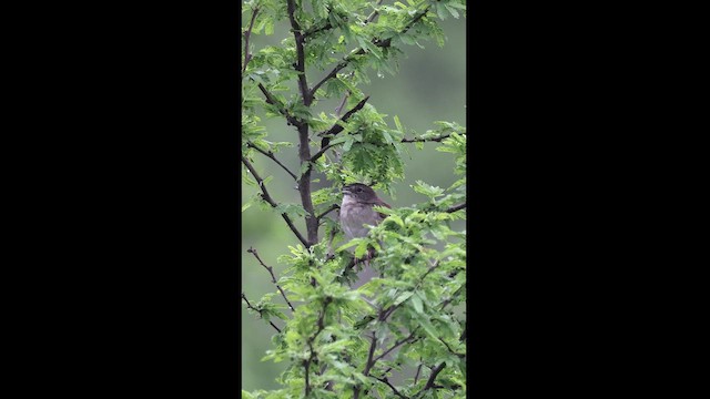 Botteri's Sparrow - ML621941712