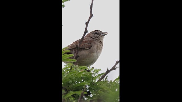 Botteri's Sparrow - ML621941713