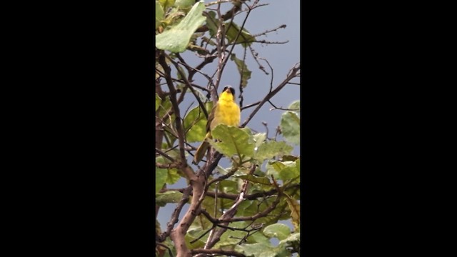 Gray-crowned Yellowthroat - ML621941719