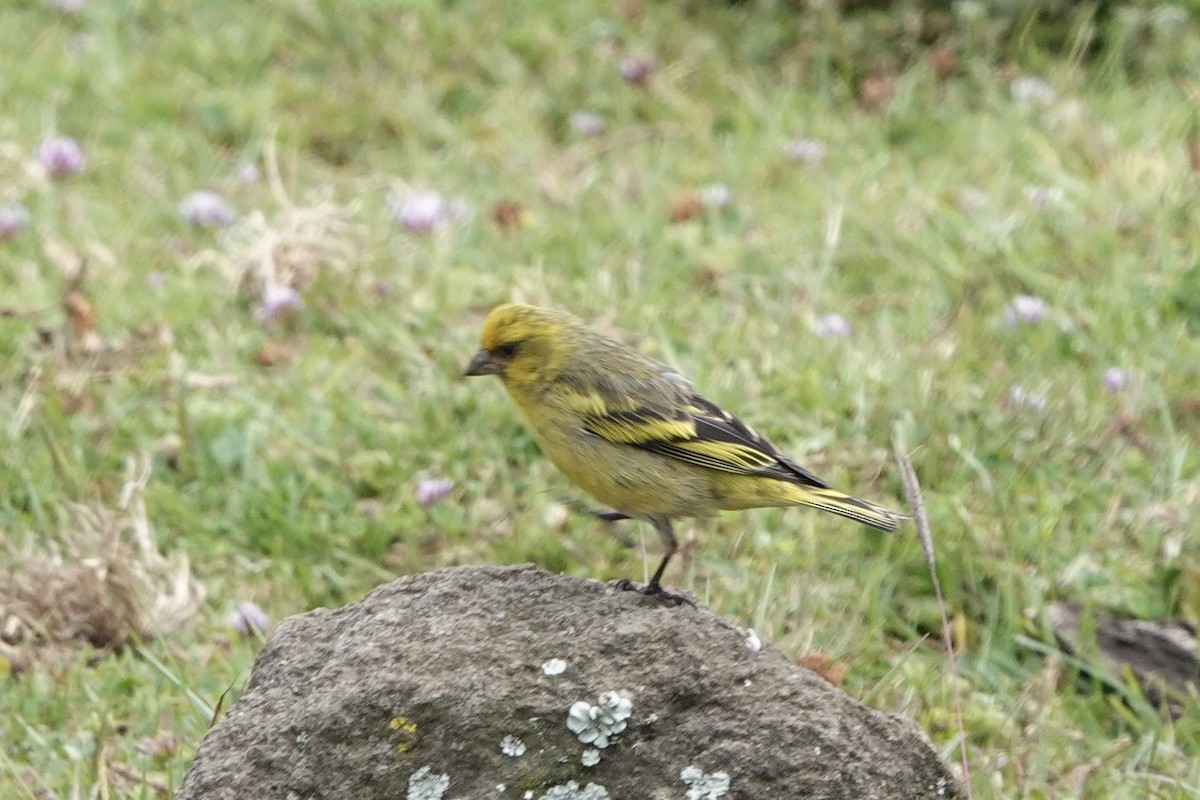 Yellow-crowned Canary - ML621941749