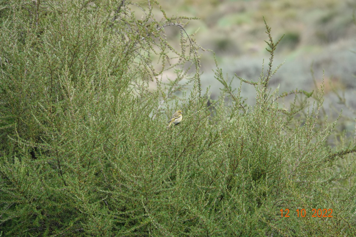 Yellow-crowned Canary - ML621941751