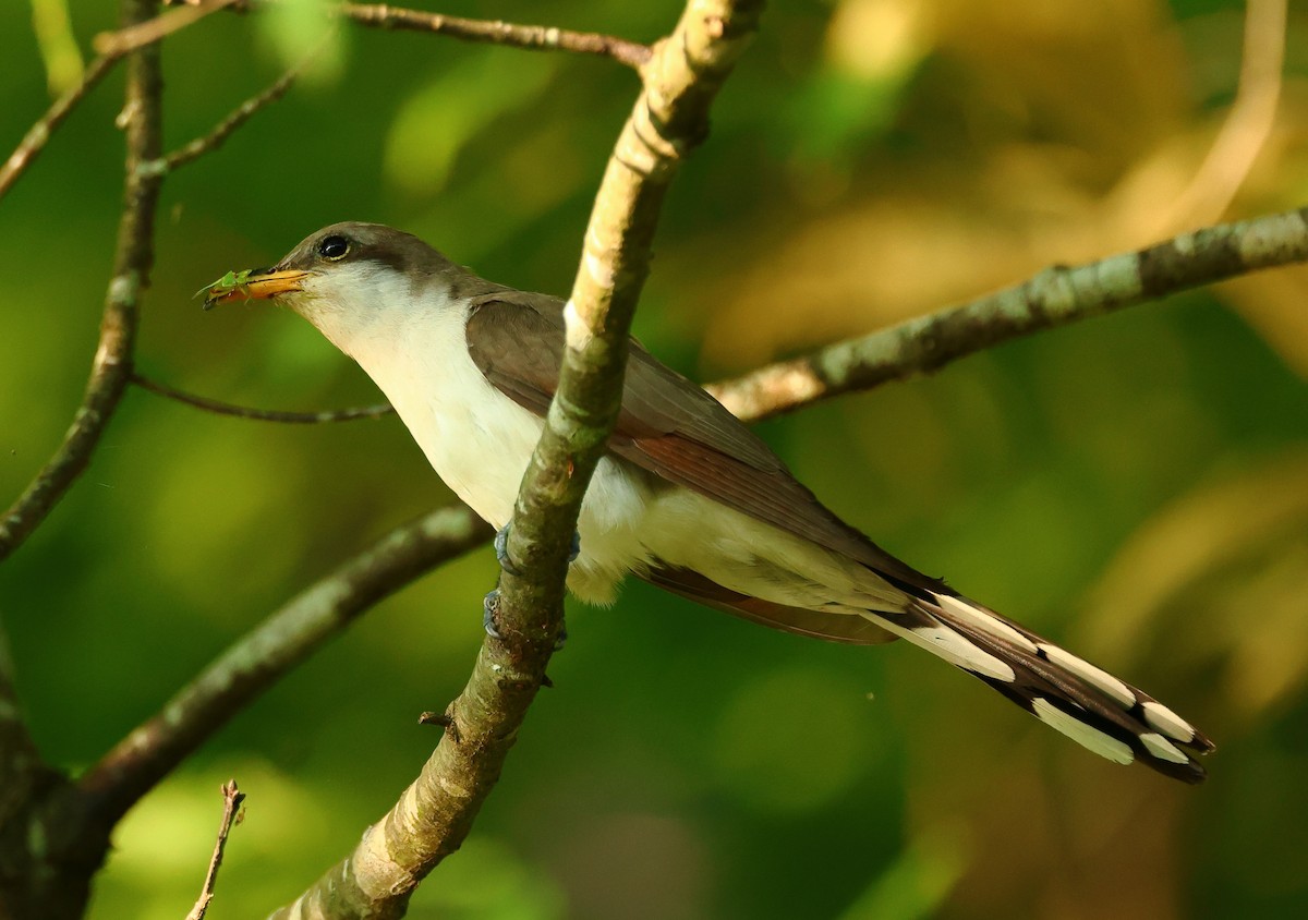 Yellow-billed Cuckoo - Nik Teichmann
