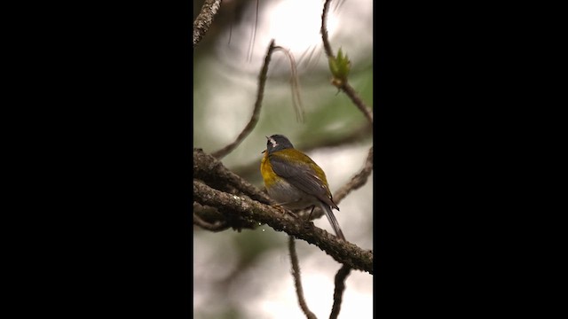 Crescent-chested Warbler - ML621941775
