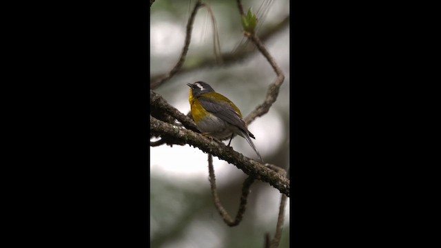 Crescent-chested Warbler - ML621941776
