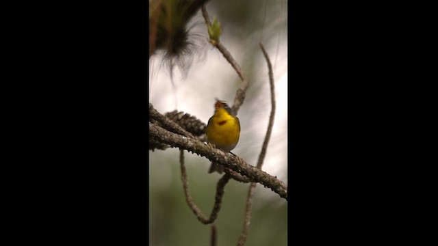 Crescent-chested Warbler - ML621941777