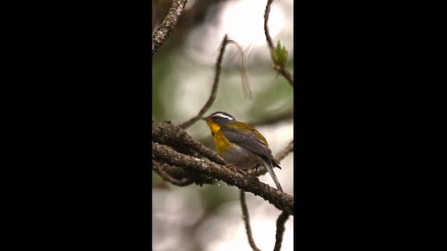 Crescent-chested Warbler - ML621941778