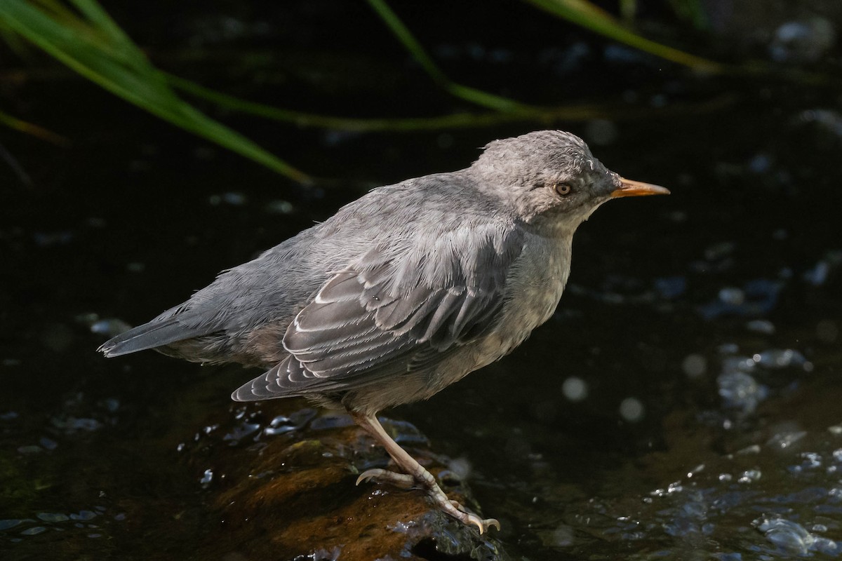 American Dipper - William Kelley