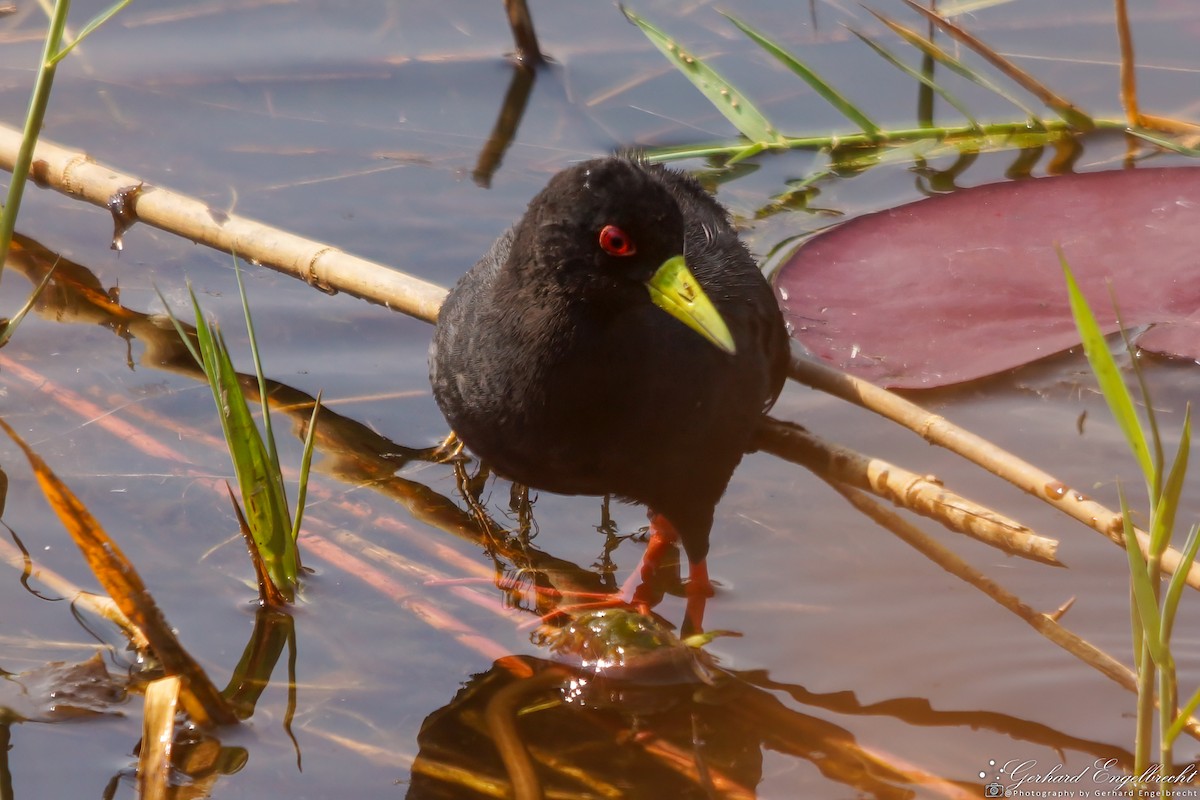 Black Crake - ML621941880