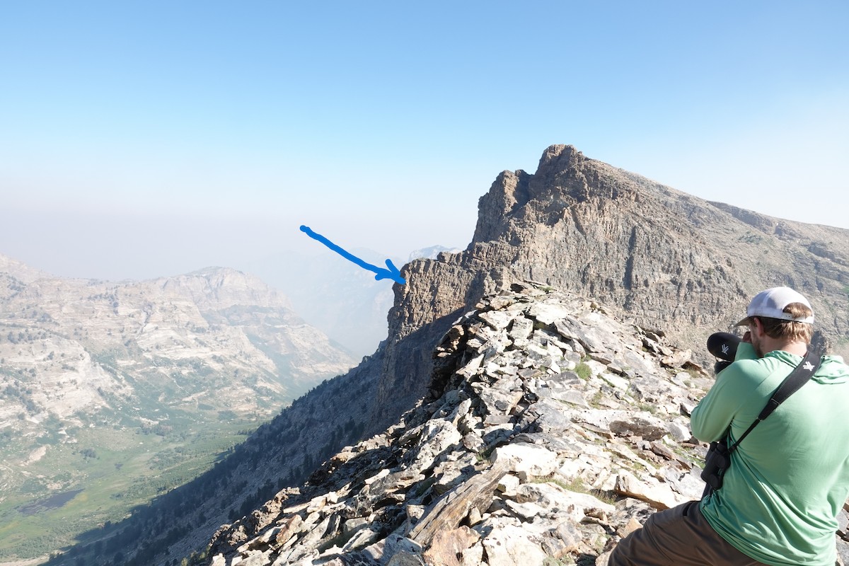 Himalayan Snowcock - ML621941882