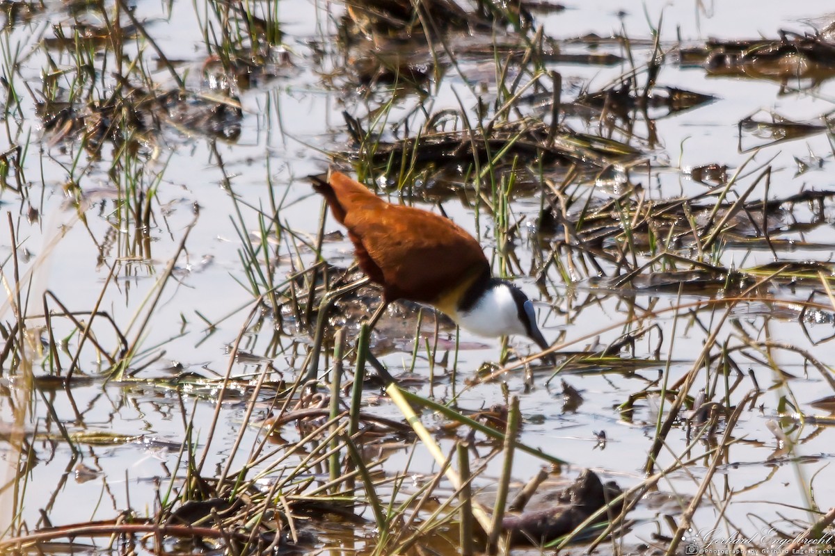 African Jacana - ML621941883