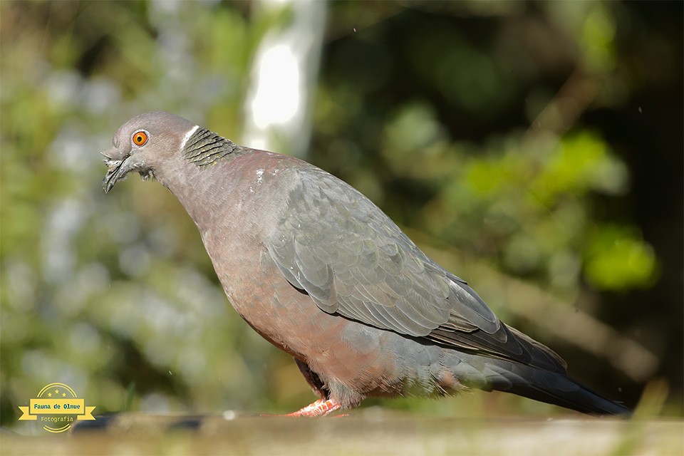 Chilean Pigeon - ML621941886