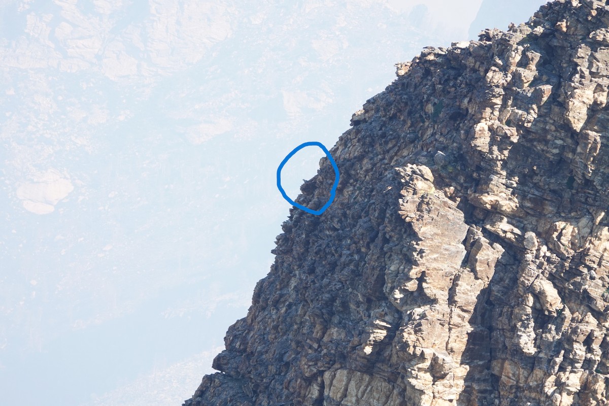 Himalayan Snowcock - ML621941887