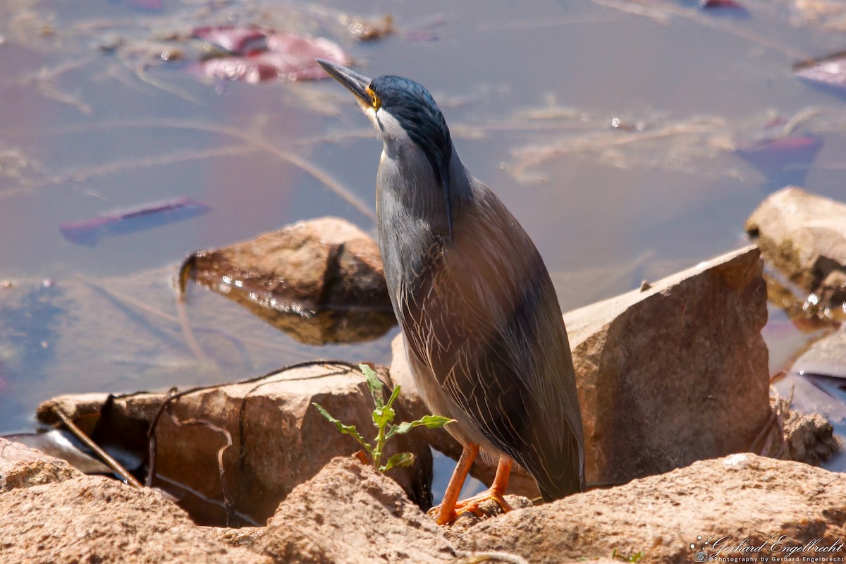 Striated Heron - ML621941889