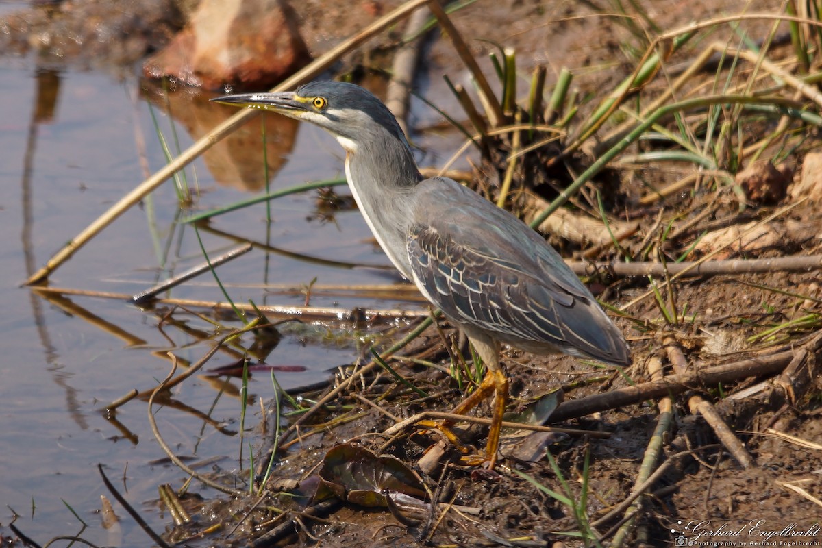 Striated Heron - ML621941890