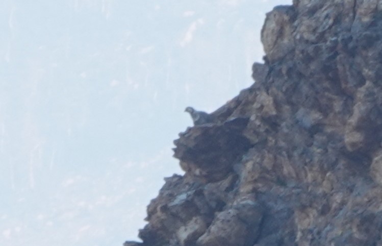 Himalayan Snowcock - ML621941891