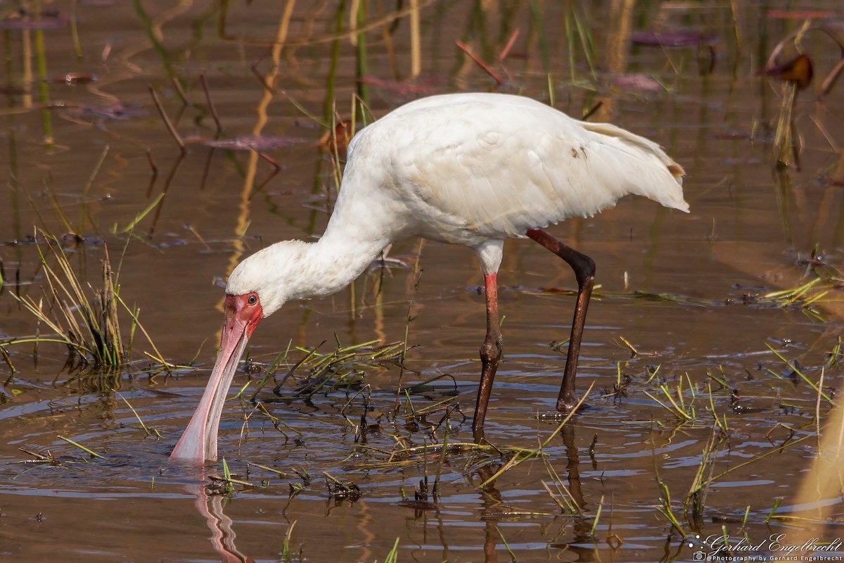 African Spoonbill - ML621941899