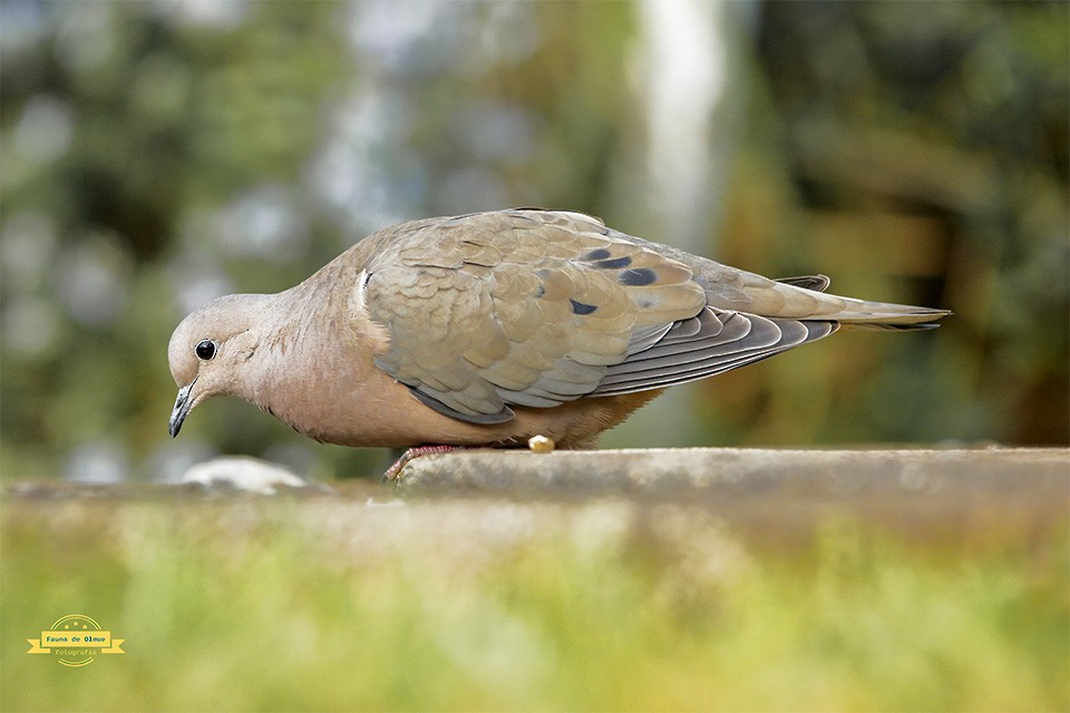 Eared Dove - ML621941906