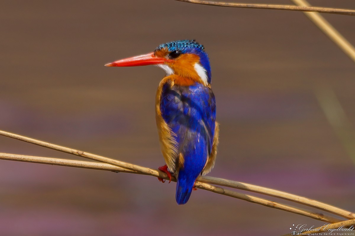 Malachite Kingfisher - ML621941907