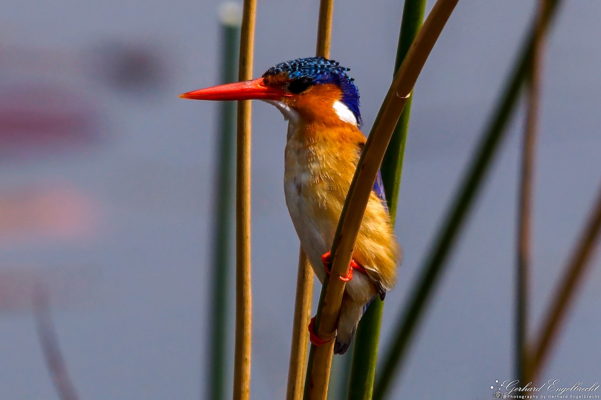 Malachite Kingfisher - ML621941908