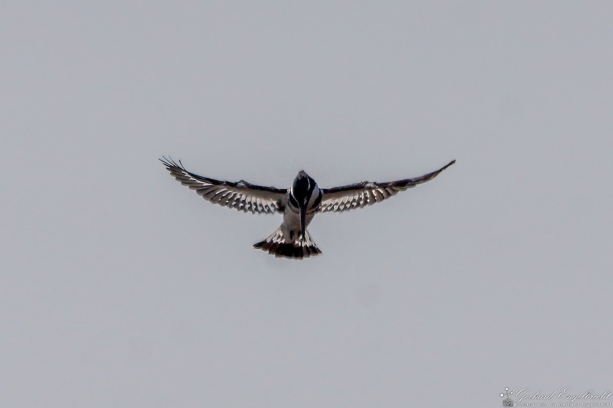 Pied Kingfisher - ML621941911