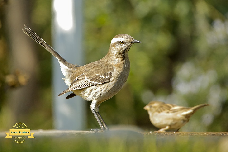Chilean Mockingbird - ML621941919