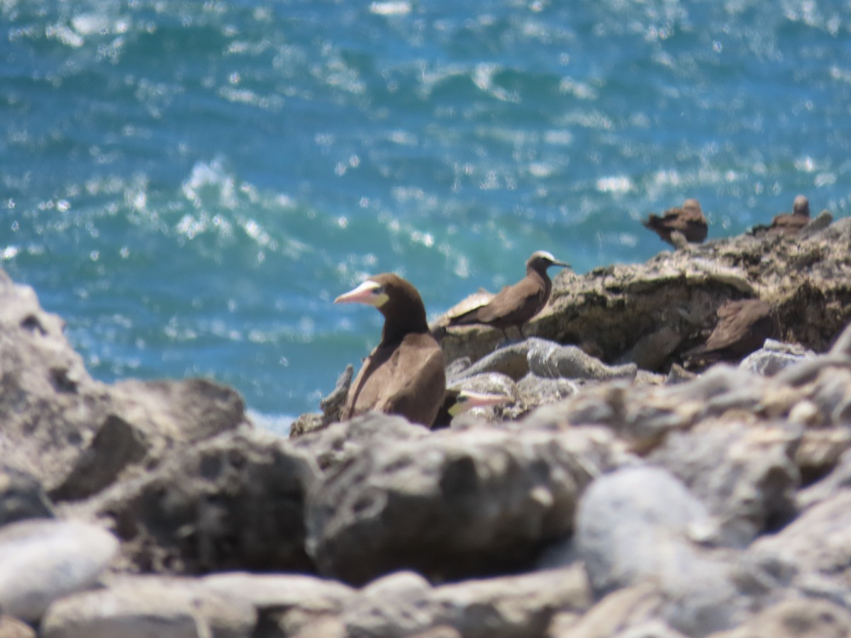 Brown Booby - ML621942043