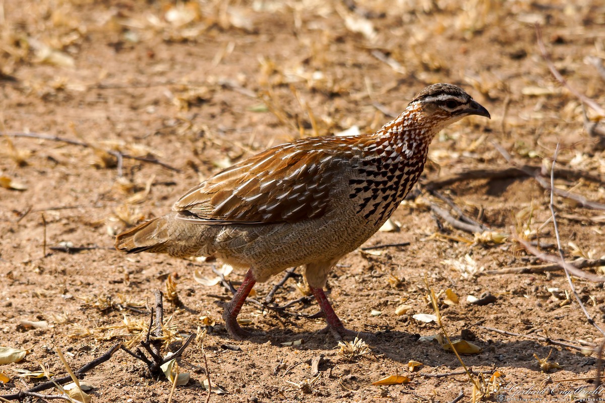 Crested Francolin - ML621942048