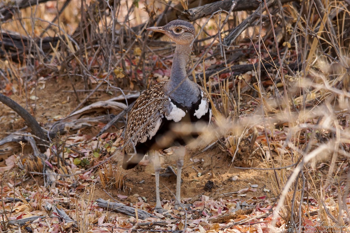 Red-crested Bustard - ML621942056