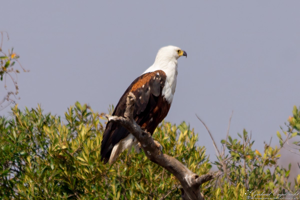 African Fish-Eagle - Gerhard Engelbrecht