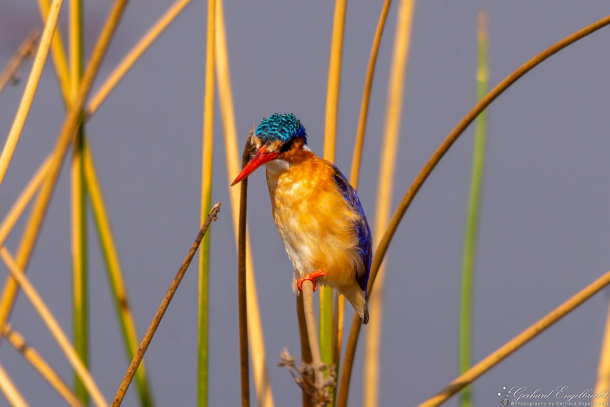 Malachite Kingfisher - ML621942130