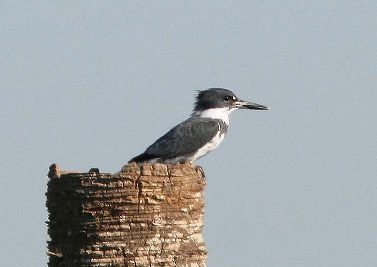 Belted Kingfisher - Brad Bergstrom