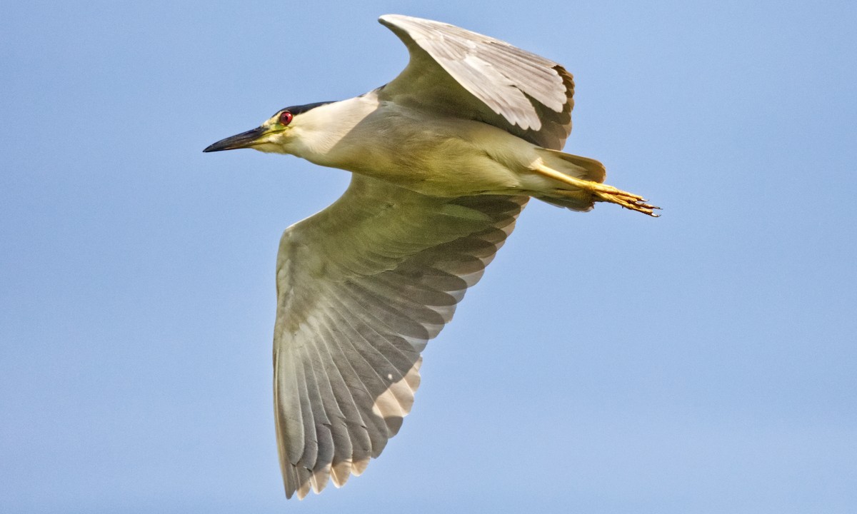 Black-crowned Night Heron - ML621942287