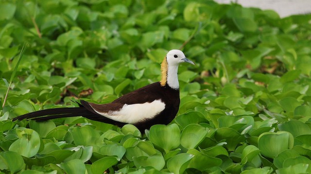 Pheasant-tailed Jacana - ML621942294