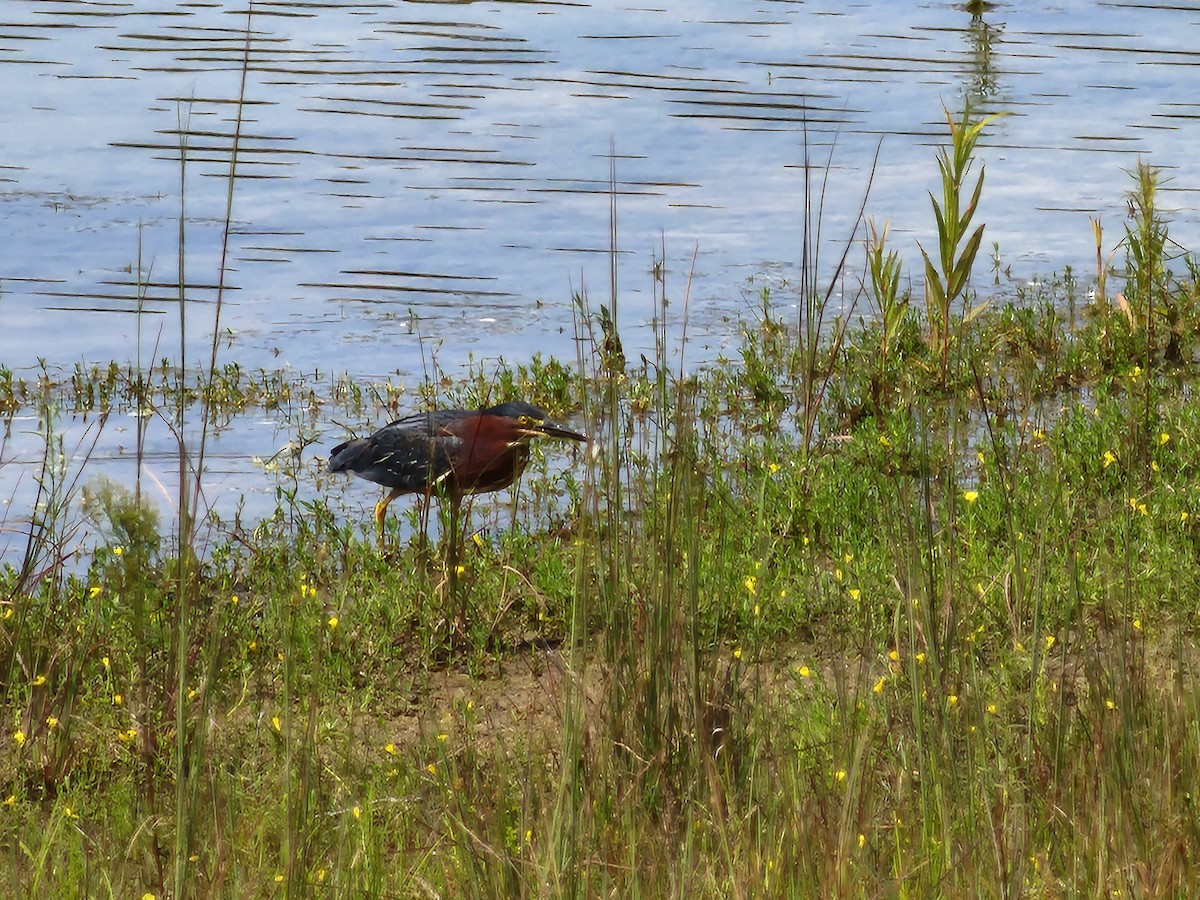 Green Heron - ML621942318