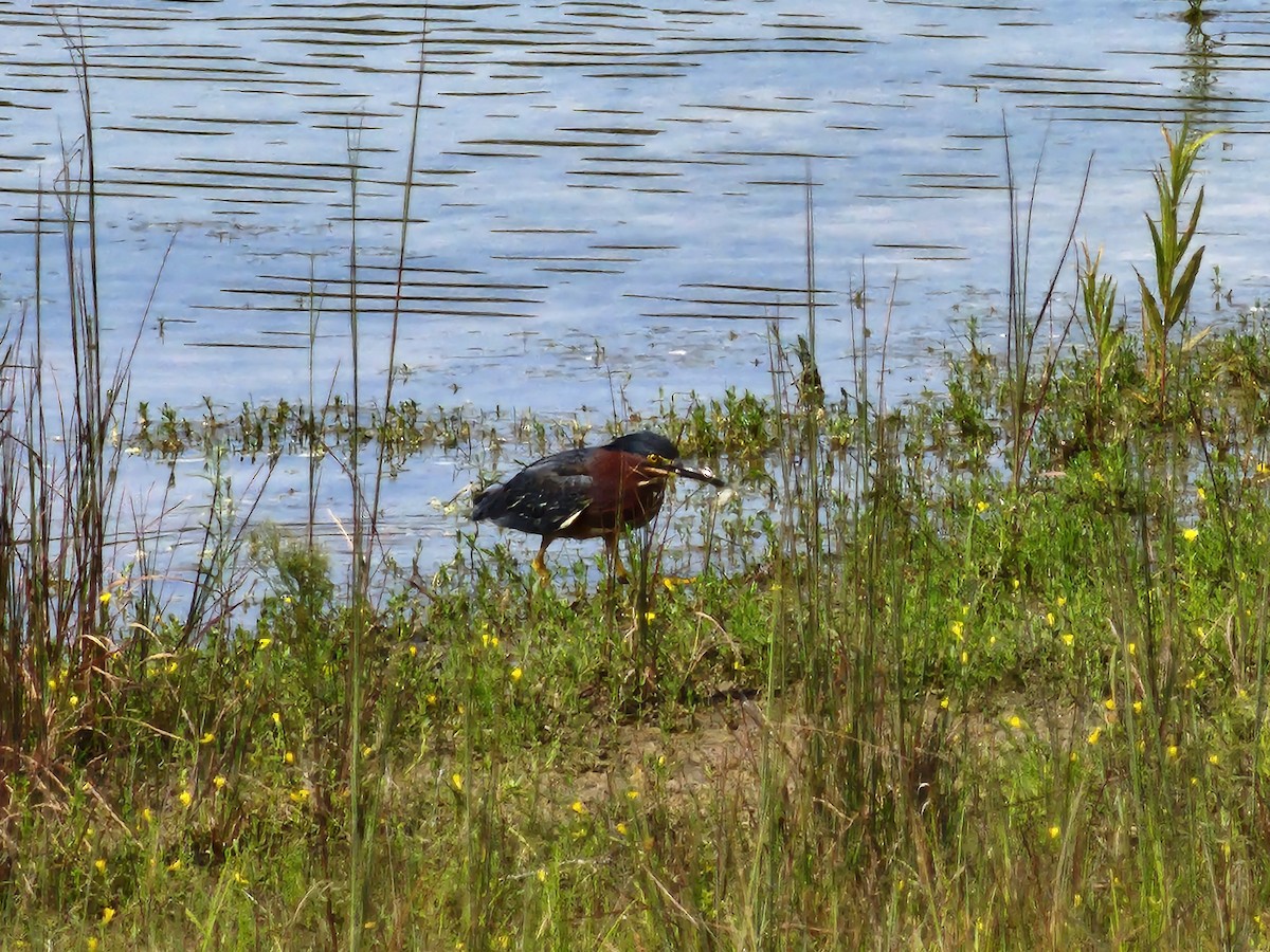 Green Heron - ML621942319