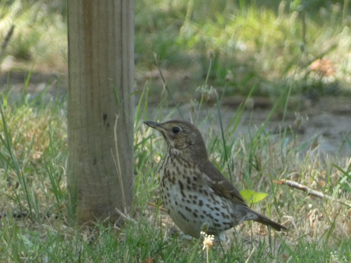 Grive musicienne - ML621942358