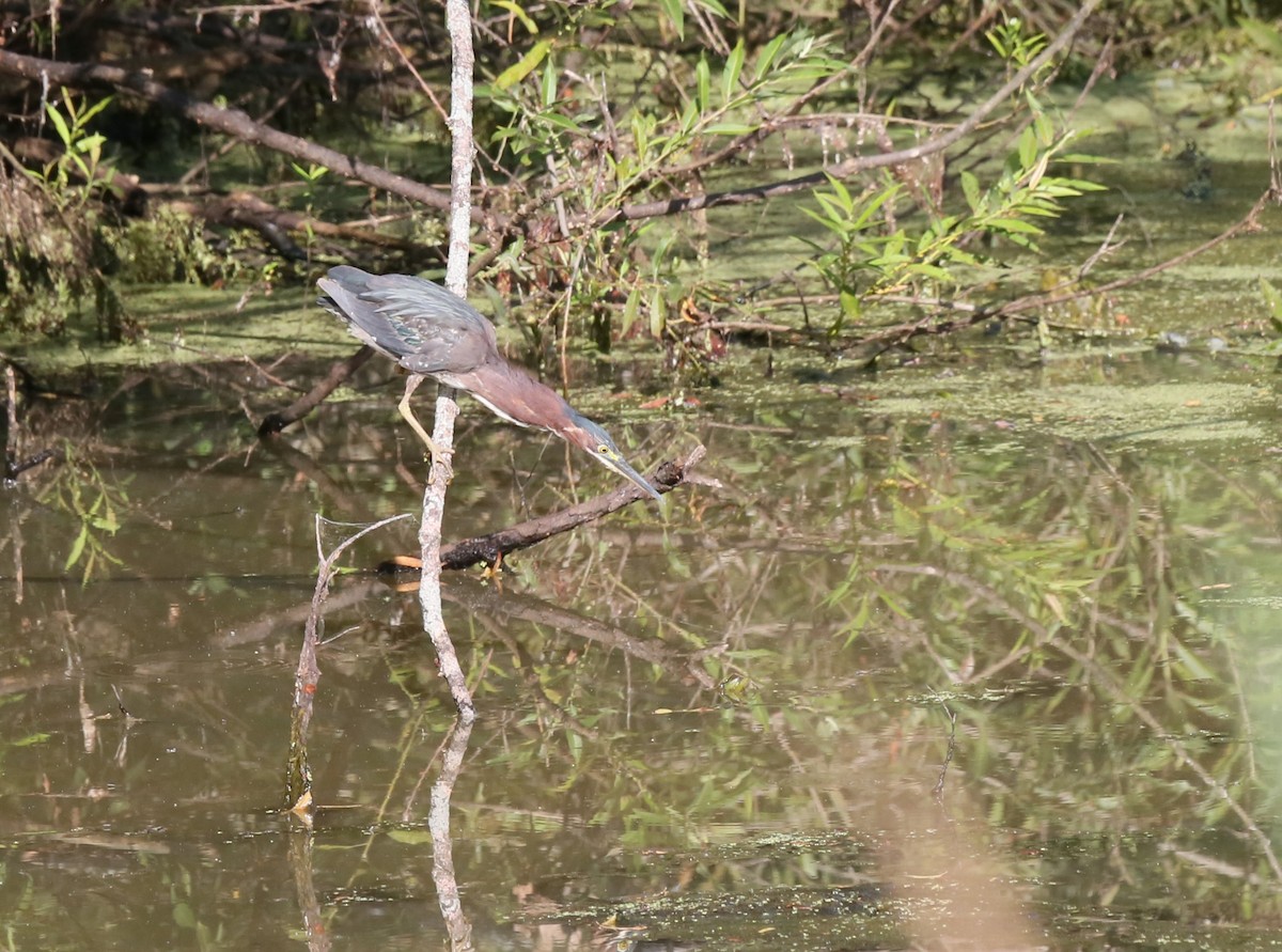 Green Heron - ML621942382