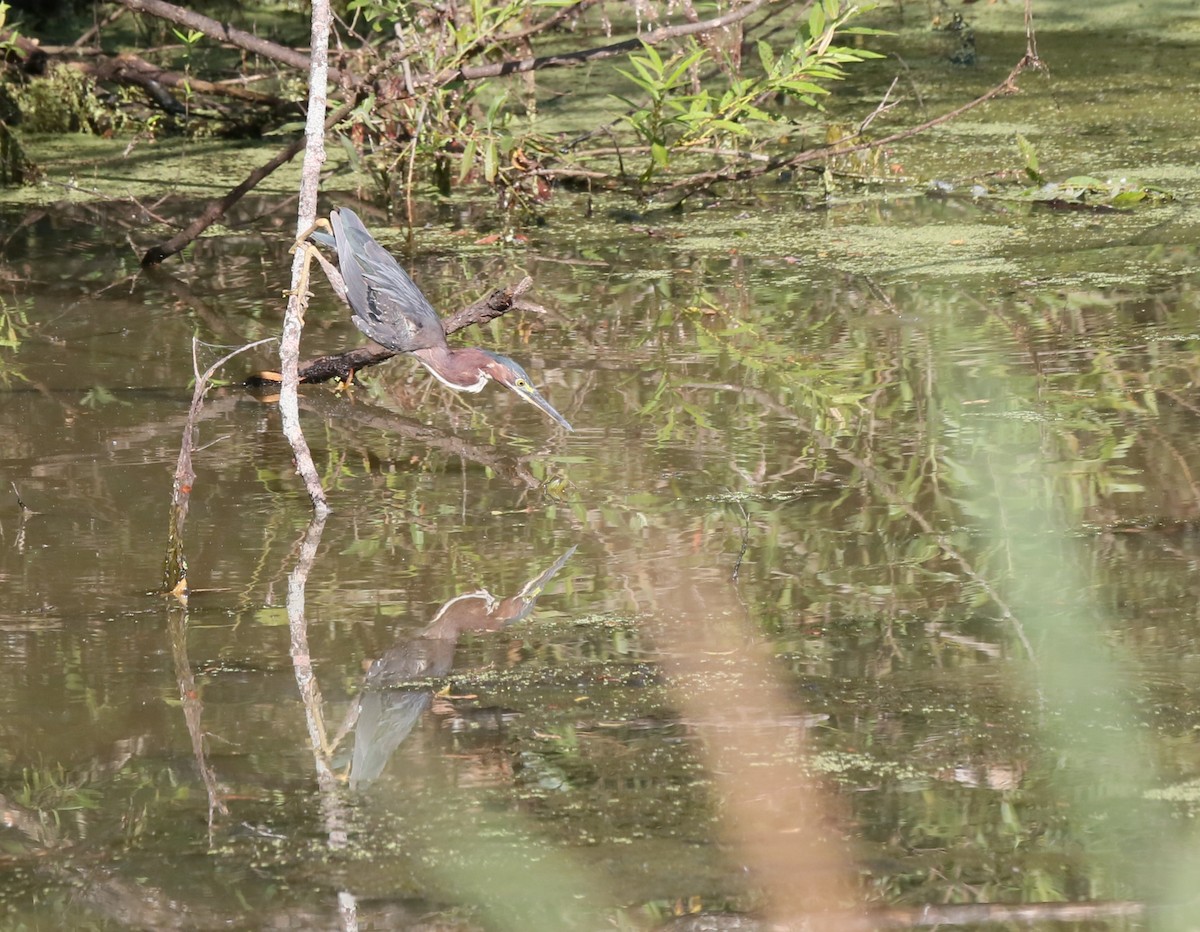 Airone verde - ML621942385