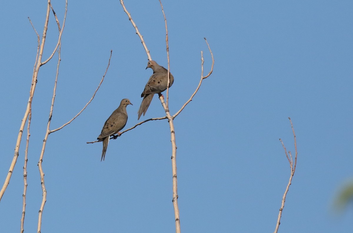Mourning Dove - ML621942396